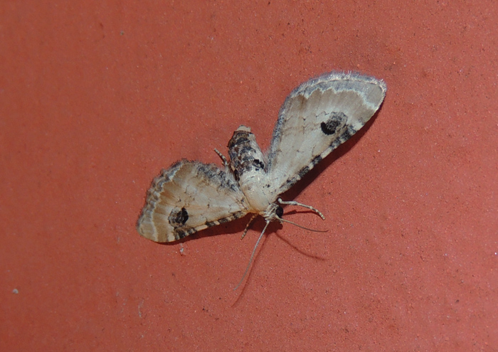 Eupithecia centaureata Geometridae